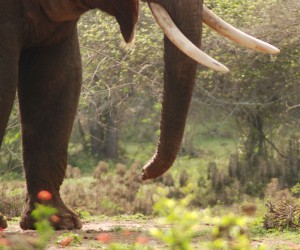 Rivaldo, lucky to survive with his trunk cut after being fed by humans