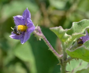Brinjal flower and bee