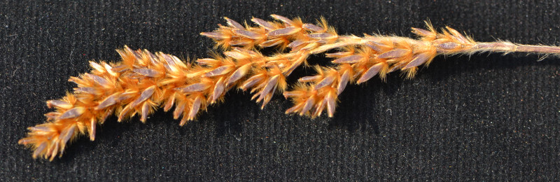 How the Todas’ sacred grass was ‘rediscovered’